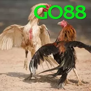 Đá Gà Trực Tiếp - go88 - Chơi thử